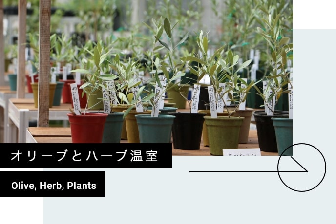 道の駅小豆島オリーブ公園 オンラインショップ